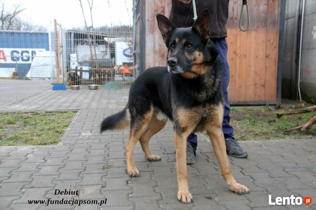 Debiut - spokojny owczarek