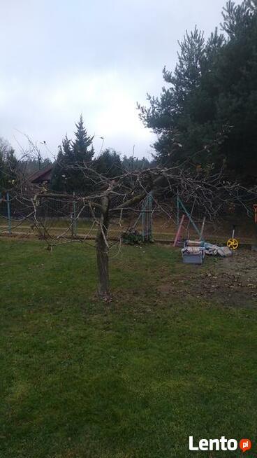 CIĘCIA, prześwietlające, sanitarne DRZEW owocowych SADÓW