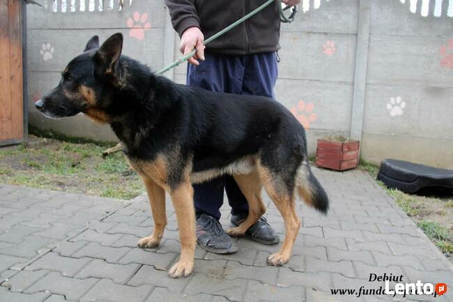 Debiut - spokojny owczarek