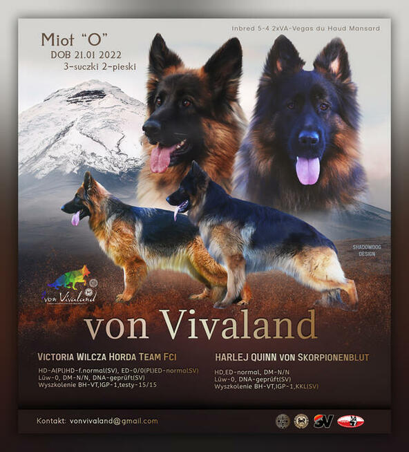 Owczarek niemiecki długowłosy