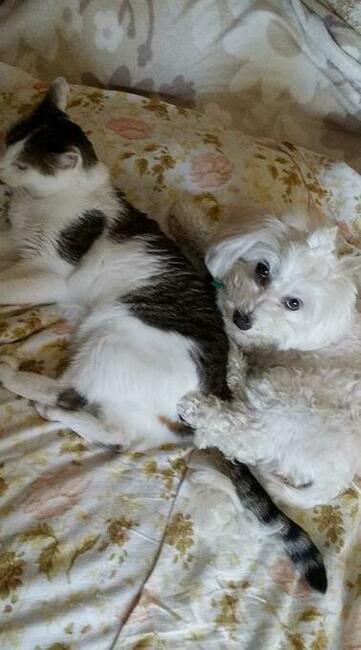 Domowy hotel dla kotka, pieska...30 zł za dzień