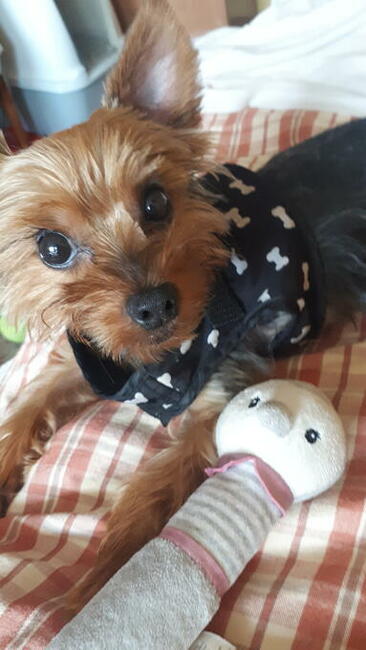 Domowy hotel dla kotka, pieska...30 zł za dzień