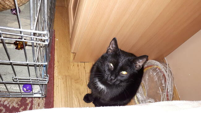 Domowy hotel dla kotka, pieska...30 zł za dzień