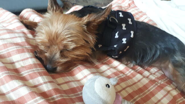 Domowy hotel dla kotka, pieska...30 zł za dzień