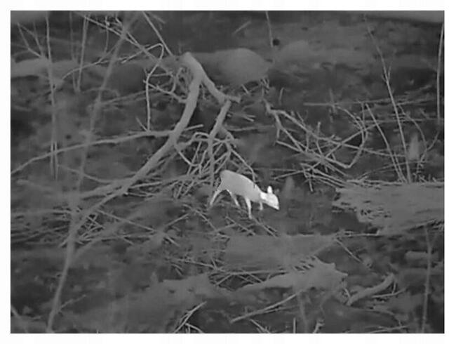 Celownik termowizyjny Lynx Pro LE15 Hikmicro polowanie