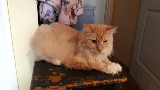 Domowy hotel dla kotka, pieska...30 zł za dzień