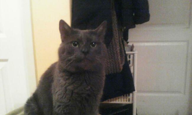 Domowy hotel dla kotka, pieska...30 zł za dzień