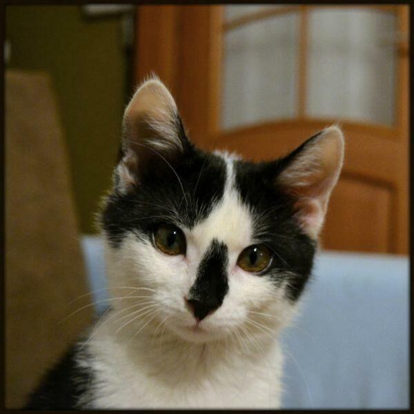 Domowy hotel dla kotka, pieska...30 zł za dzień