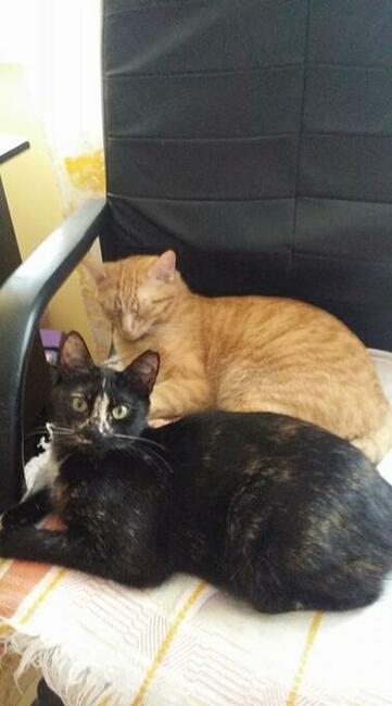 Domowy hotel dla kotka, pieska...30 zł za dzień