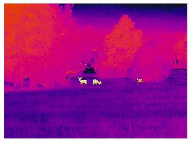 Celownik termowizyjny Lynx Pro LE15 Hikmicro polowanie