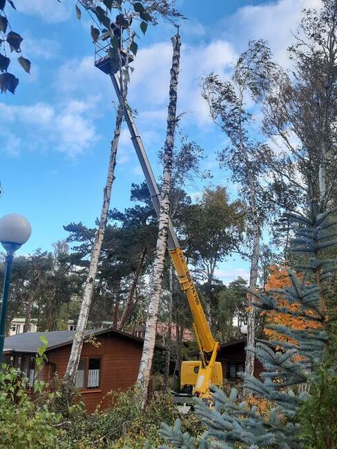 Wycinka i korekta drzew