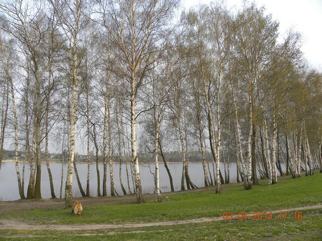 Działka bezpośrednio nad jeziorem głodowskim