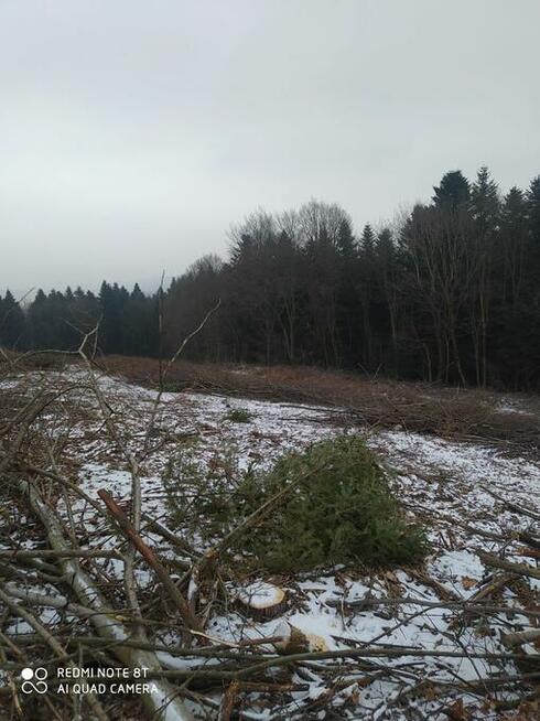 Mulczer Leśny czyszczenie terenu wycinka karczowanie