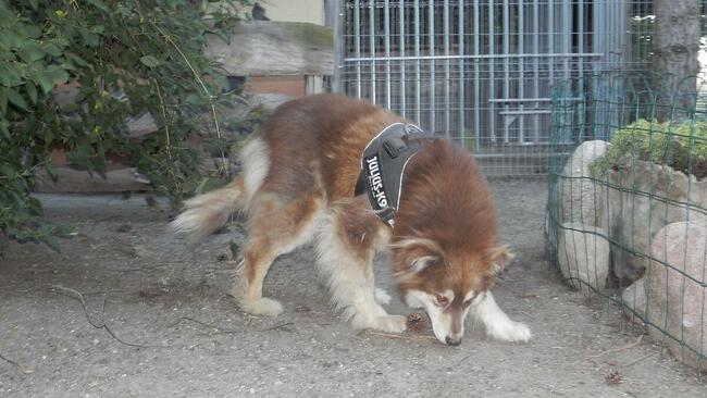 Svietka piękna ok 3/4 letnia sunia czeka na dom Fundacja