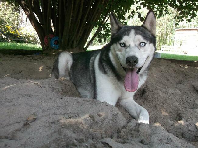 SKITELS to ok.5/6 letnipies w typ.Siberian Husky Fundacja