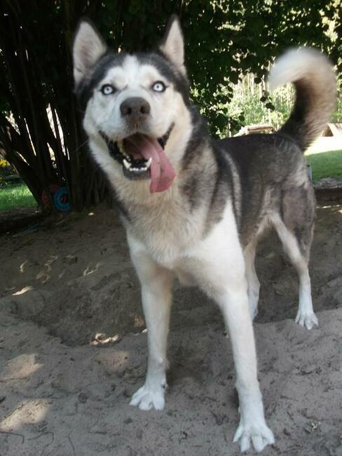 SKITELS to ok.5/6 letnipies w typ.Siberian Husky Fundacja