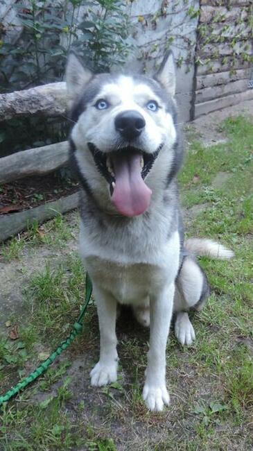 SKITELS to ok.5/6 letnipies w typ.Siberian Husky Fundacja