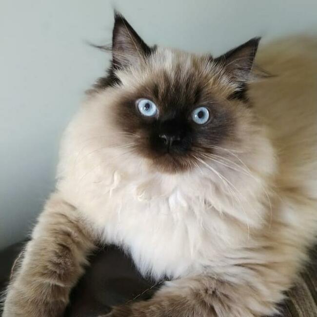 Kocięta Ragdoll Rumia