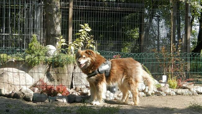 Svietka piękna ok 3/4 letnia sunia czeka na dom Fundacja