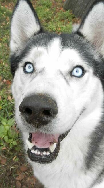 SKITELS to ok.5/6 letnipies w typ.Siberian Husky Fundacja