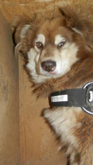 Svietka piękna ok 3/4 letnia sunia czeka na dom Fundacja