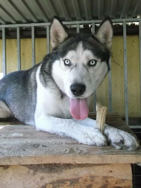 SKITELS to ok.5/6 letnipies w typ.Siberian Husky Fundacja