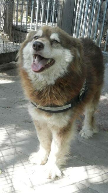 Svietka piękna ok 3/4 letnia sunia czeka na dom Fundacja