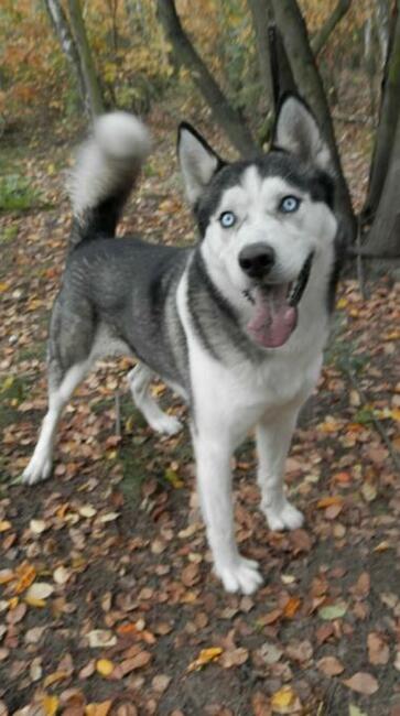 SKITELS to ok.5/6 letnipies w typ.Siberian Husky Fundacja