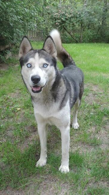 SKITELS to ok.5/6 letnipies w typ.Siberian Husky Fundacja