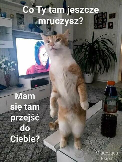 Szukam kobiety w wieku od 56 do 65 lat