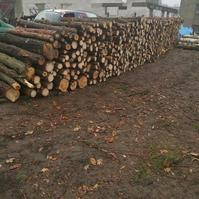 Drzewo sosna i brzoza