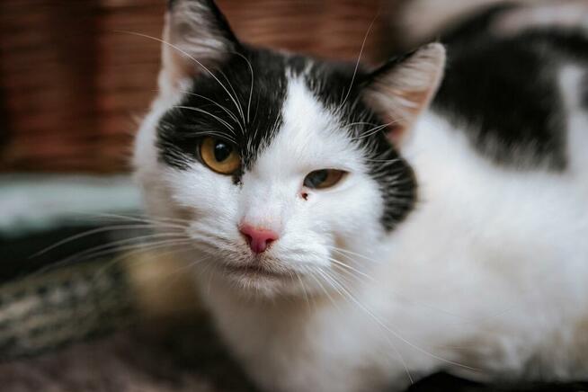 Marlenka - tulaśna koteczka do pokochania!