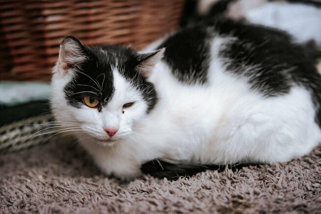 Marlenka - tulaśna koteczka do pokochania!