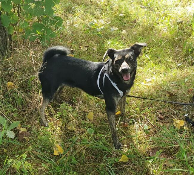 Nieduży Felix czeka na odpowiedzialnych opiekunów!