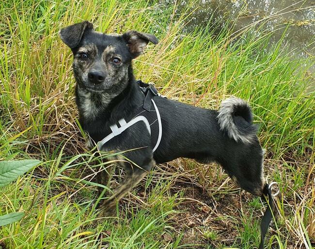 Nieduży Felix czeka na odpowiedzialnych opiekunów!