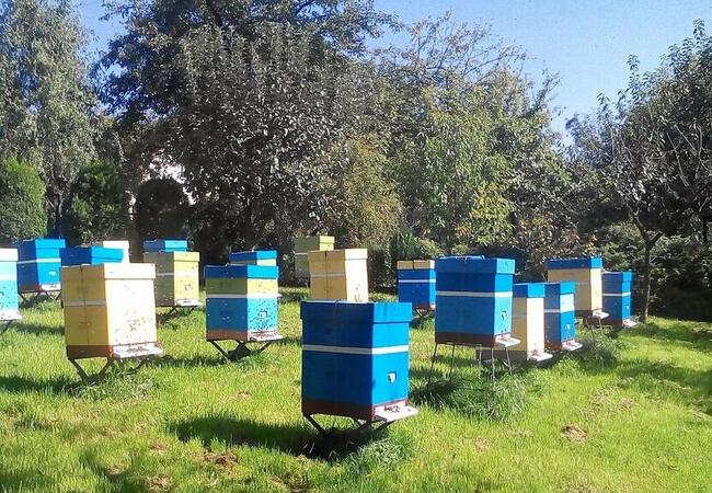 Matki pszczele, Odkłady, pszczoły, rodziny pszczele 2024