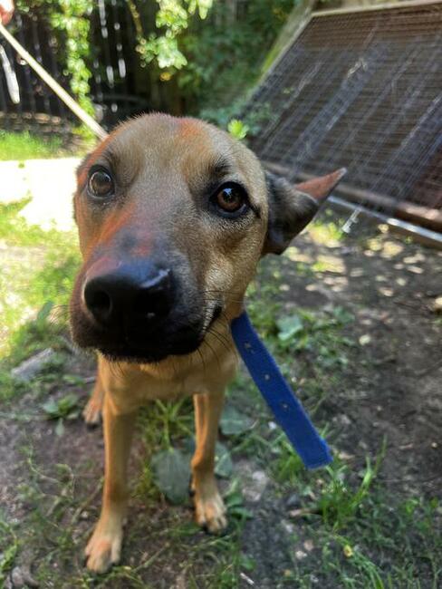 Młody ok. 3 letni Tofik szuka troskliwego opiekuna !