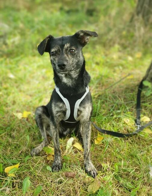 Nieduży Felix czeka na odpowiedzialnych opiekunów!