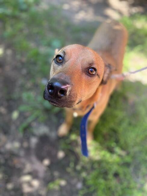 Młody ok. 3 letni Tofik szuka troskliwego opiekuna !