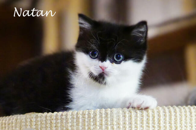 Kocięta brytyjskie i szkockie z międzynarodowym rodowodem