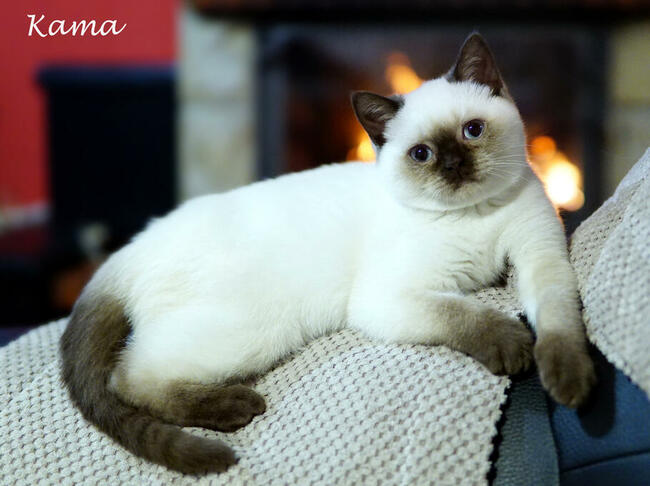 Kocięta brytyjskie i szkockie z międzynarodowym rodowodem