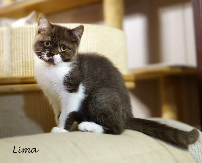 Kocięta brytyjskie i szkockie z międzynarodowym rodowodem