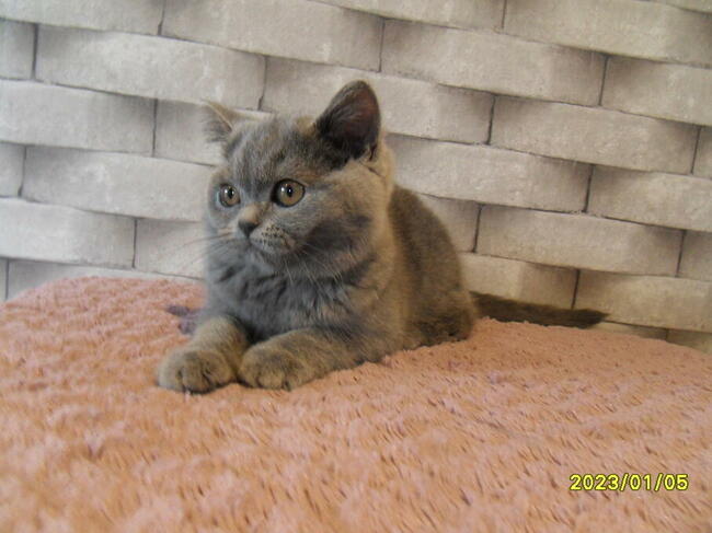 Koty Brytyjskie, rodowód FPL