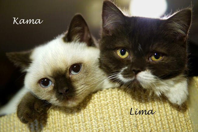 Kocięta brytyjskie i szkockie z międzynarodowym rodowodem