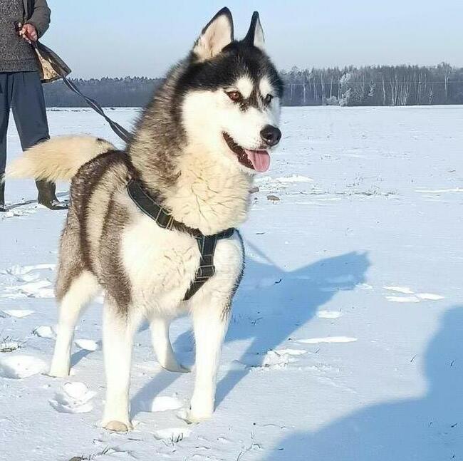 Cudowne szczeniaczki Siberian husky z rodowodem