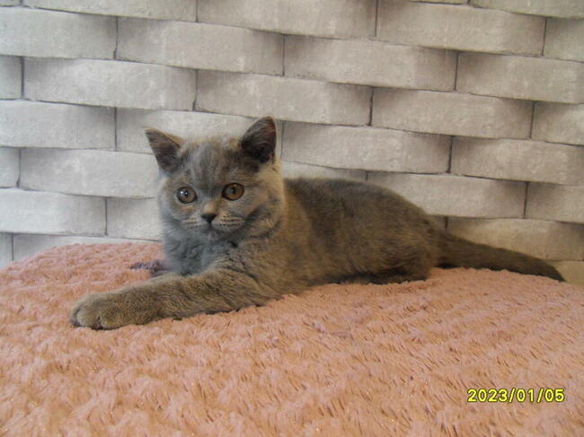 Koty Brytyjskie, rodowód FPL