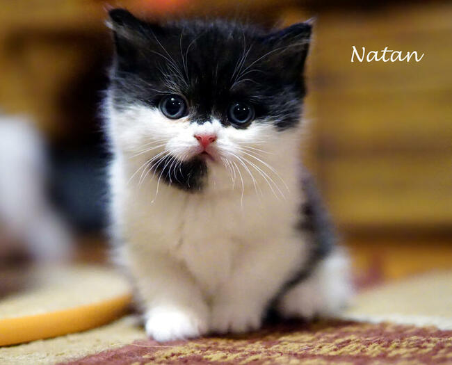 Kocięta brytyjskie i szkockie z międzynarodowym rodowodem