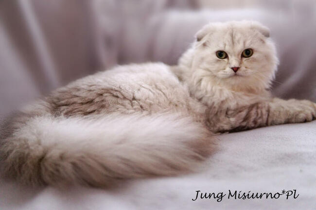 Kocięta brytyjskie i szkockie z międzynarodowym rodowodem