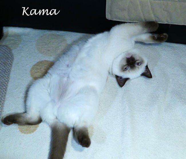 Kocięta brytyjskie i szkockie z międzynarodowym rodowodem