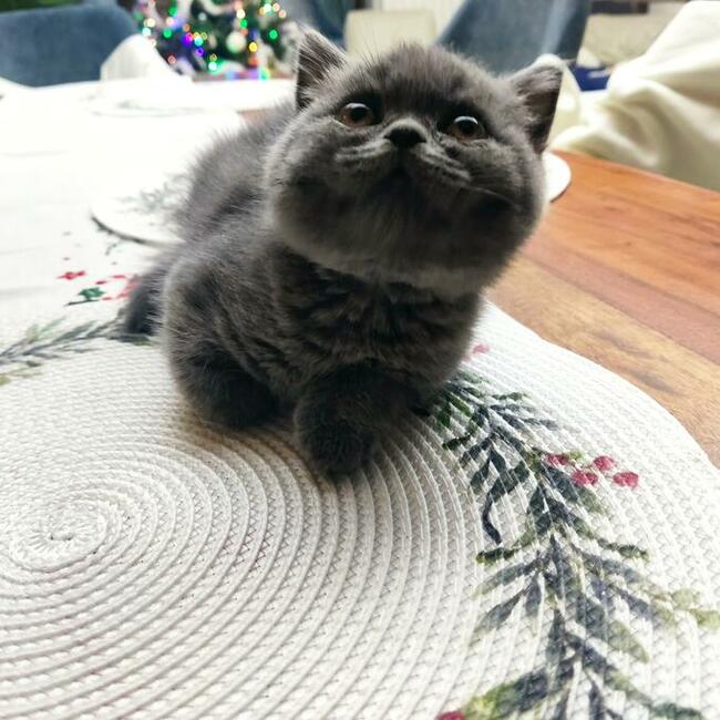 Kot brytyjski kocur